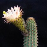 Weberbauerocereus cuzcoensis (Peru) (only one plant ! exceptional. Ask for avaibility before ordering)